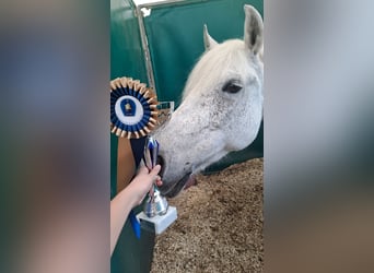 Plus de poneys/petits chevaux, Hongre, 13 Ans, 137 cm, Gris