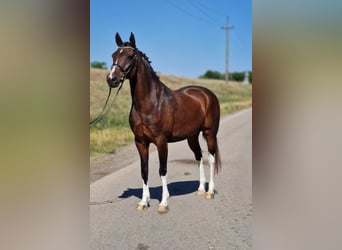 Plus de poneys/petits chevaux, Hongre, 13 Ans, 147 cm, Bai