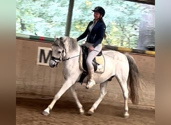 Plus de poneys/petits chevaux, Hongre, 13 Ans, 148 cm, Gris pommelé