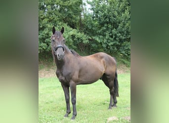Plus de poneys/petits chevaux, Hongre, 13 Ans, 152 cm, Noir