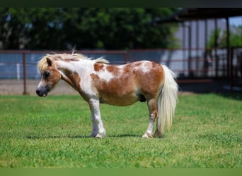 Plus de poneys/petits chevaux, Hongre, 13 Ans, 79 cm, Pinto