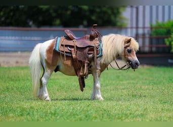 Plus de poneys/petits chevaux, Hongre, 13 Ans, 79 cm, Pinto
