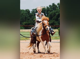 Plus de poneys/petits chevaux, Hongre, 13 Ans, 91 cm, Pinto
