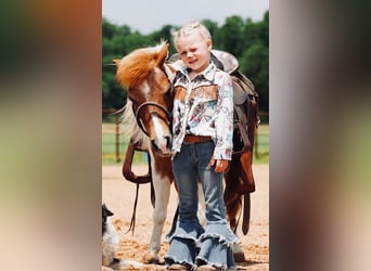 Plus de poneys/petits chevaux, Hongre, 13 Ans, 91 cm, Pinto