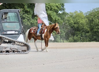 Plus de poneys/petits chevaux, Hongre, 13 Ans, Pinto