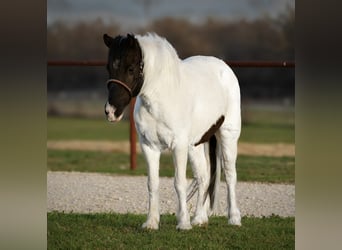Plus de poneys/petits chevaux, Hongre, 13 Ans, Pinto