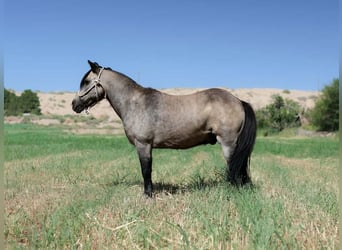 Plus de poneys/petits chevaux, Hongre, 14 Ans, 102 cm, Buckskin