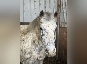 Plus de poneys/petits chevaux, Hongre, 14 Ans, 135 cm, Léopard