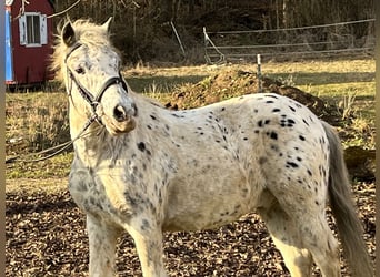 Plus de poneys/petits chevaux, Hongre, 14 Ans, 135 cm, Léopard