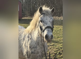 Plus de poneys/petits chevaux, Hongre, 14 Ans, 135 cm, Léopard