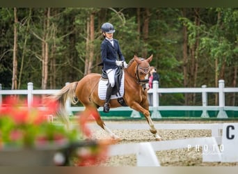 Plus de poneys/petits chevaux, Hongre, 14 Ans, 137 cm, Alezan