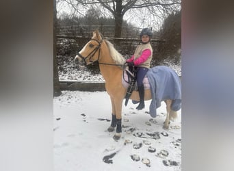 Plus de poneys/petits chevaux, Hongre, 14 Ans, 137 cm, Palomino