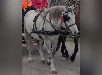 Plus de poneys/petits chevaux Croisé, Hongre, 14 Ans, 140 cm, Rouan bleu