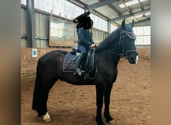 Plus de poneys/petits chevaux Croisé, Hongre, 14 Ans, 145 cm, Noir