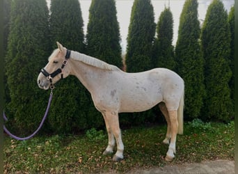 Plus de poneys/petits chevaux Croisé, Hongre, 14 Ans, 146 cm, Palomino