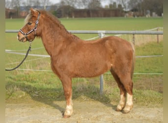 Plus de poneys/petits chevaux, Hongre, 17 Ans, 120 cm, Alezan brûlé