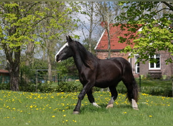 Plus de poneys/petits chevaux, Hongre, 17 Ans, 155 cm, Pinto