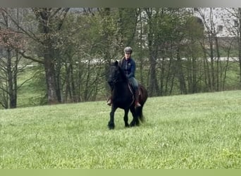 Plus de poneys/petits chevaux, Hongre, 18 Ans, 148 cm, Noir