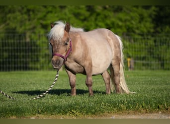 Plus de poneys/petits chevaux, Hongre, 1 Année, 66 cm