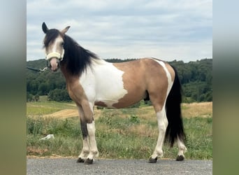 Plus de poneys/petits chevaux, Hongre, 2 Ans, 138 cm, Pinto