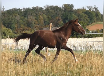 Plus de poneys/petits chevaux Croisé, Hongre, 2 Ans, 146 cm, Alezan