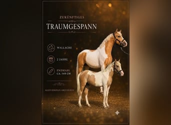Plus de poneys/petits chevaux, Hongre, 2 Ans, 148 cm, Pinto