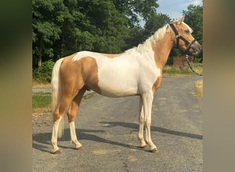 Plus de poneys/petits chevaux, Hongre, 2 Ans, 148 cm, Pinto