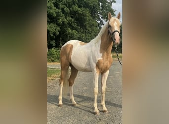 Plus de poneys/petits chevaux, Hongre, 2 Ans, 148 cm, Pinto
