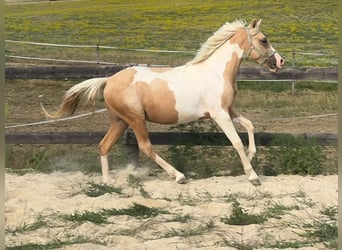 Plus de poneys/petits chevaux, Hongre, 2 Ans, 148 cm, Pinto