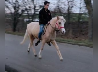 Plus de poneys/petits chevaux, Hongre, 3 Ans, 125 cm, Palomino