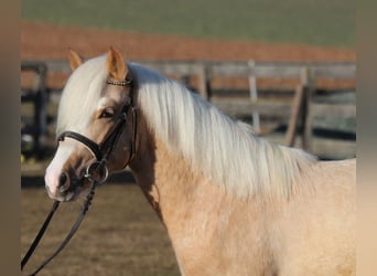 Plus de poneys/petits chevaux, Hongre, 3 Ans, 125 cm, Palomino