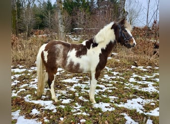Plus de poneys/petits chevaux, Hongre, 3 Ans, 125 cm, Pinto