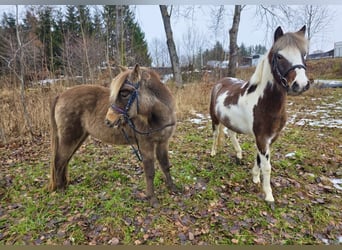 Plus de poneys/petits chevaux, Hongre, 3 Ans, 125 cm, Pinto
