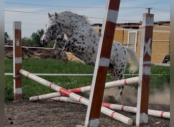 Plus de poneys/petits chevaux, Hongre, 3 Ans, 132 cm, Léopard