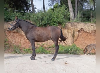 Plus de poneys/petits chevaux, Hongre, 3 Ans, 135 cm, Isabelle
