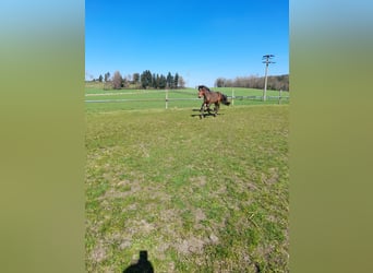 Plus de poneys/petits chevaux, Hongre, 3 Ans, 137 cm, Bai