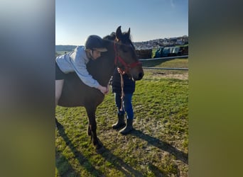 Plus de poneys/petits chevaux, Hongre, 3 Ans, 137 cm, Bai