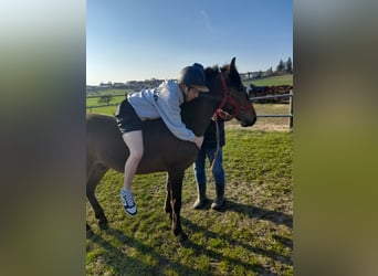 Plus de poneys/petits chevaux, Hongre, 3 Ans, 137 cm, Bai