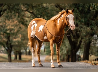 Plus de poneys/petits chevaux, Hongre, 3 Ans, 137 cm, Pinto