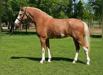 Plus de poneys/petits chevaux, Hongre, 3 Ans, 143 cm, Rouan Rouge