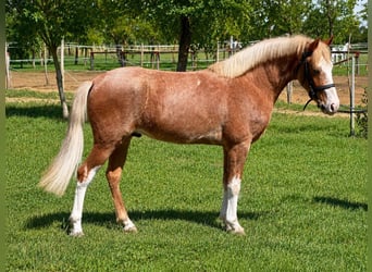 Plus de poneys/petits chevaux, Hongre, 3 Ans, 143 cm, Rouan Rouge