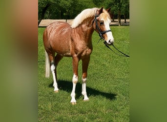 Plus de poneys/petits chevaux, Hongre, 3 Ans, 143 cm, Rouan Rouge