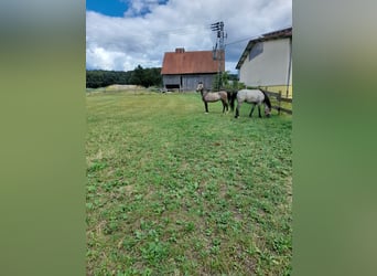 Plus de poneys/petits chevaux Croisé, Hongre, 3 Ans, 144 cm, Gris (bai-dun)