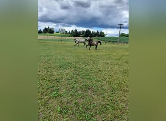 Plus de poneys/petits chevaux Croisé, Hongre, 3 Ans, 144 cm, Gris (bai-dun)