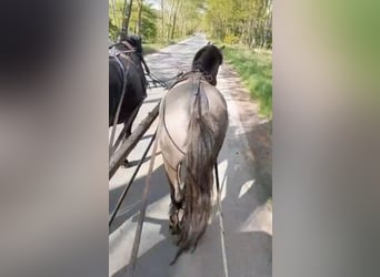 Plus de poneys/petits chevaux, Hongre, 3 Ans, 145 cm, Grullo
