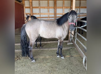Plus de poneys/petits chevaux, Hongre, 3 Ans, 145 cm, Grullo