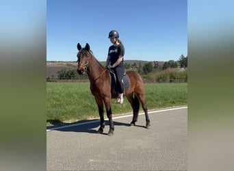 Plus de poneys/petits chevaux, Hongre, 3 Ans, 148 cm