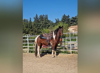 Plus de poneys/petits chevaux, Hongre, 3 Ans, 150 cm