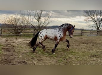 Plus de poneys/petits chevaux, Hongre, 3 Ans, 155 cm, Léopard