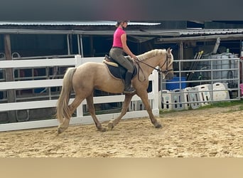 Plus de poneys/petits chevaux, Hongre, 3 Ans, 155 cm, Palomino